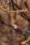 Close up brown branch with iced spider web at Mount Usu in winter in Hokkaido, Japan