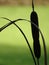 Close up of a brown bulrush with a green background