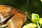 close up brown butterfly