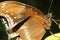 close up brown butterfly