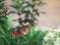 Close up brown butterfly Spotted Black Crow Euploea crameri bremeri on red flower with green garden background