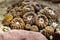 Close-up of brown cactus exotic plant family