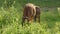 Close-up of a brown calf with a leash around its neck chewing grass. Flies fly over it