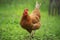 Close up brown chicken in green field livestock farm