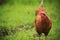 Close up brown chicken in green field livestock farm