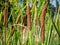 Close up of brown cob marsh grass typha.