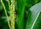 Close-up brown corn caterpillar eating corn flower copy space concept Agricultural damage caused by insect pests