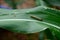 Close-up brown corn caterpillar eating corn leaves copy space concept Agricultural damage caused by insect pests