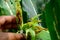 Close-up brown corn worm is eating corn sprouts with human hands Copy area concept. Agricultural damage caused by insect pests