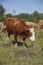 Close up of a brown cow. in the background a herd of cows grazes in the meadow. keeping cattle outdoors. Blue sky with clouds.