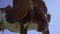 Close-up Brown Cow Eating Grass On Pasture. Herd of Dairy Cows Grazing on Meadow