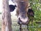 Close-up of brown cow head on organic farm in Martinique, French West Indies. Cows in Caribbean meadow. Close-up of brahman cow