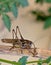 Close up of a brown cricket