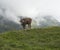 Close up of brown cute grazing cow at alpine meadow, pasture in Stubaital Valley. Summer. Tirol Alps, Austria