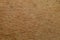 Close up brown dog hairy skin is leather mammal animal texture