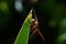 Close-up of a brown double-winged dragonfly resting on a leaf of a plant