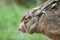 Close up of brown european hare Lepus europaeus with closed eyes hiding in vegetation and relying on camouflage - Hare sleeping