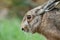 Close up of brown european hare Lepus europaeus hiding in vegetation and relying on camouflage - Concept of mimicry and wildlife