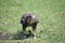 This is a close up of a brown falcon on the grass