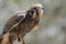 This is a close up of a brown falcon on the lookout for danger as he rests