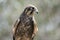 This is a close up of a brown falcon resting