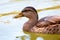 Close up of a brown female Mallard duck swimming