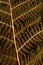 Close-up of brown fern leaf