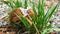 Close up of Brown Flapnecked chameleon - chamaeleo dilepis on green grass