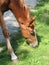 Close up of brown foal eating grass