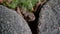 A close-up of a brown frog sitting between two stones