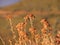 Close up of brown fynbos flowers in the mountains. Location: Ceres, South Africa