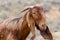 Close up of brown goat at farm. Israel