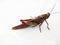 Close-up of a brown grasshopper against a white background.grass hopper