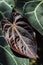 Close-up of brown and green tropical anthurium crystallinum leafs