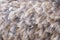 Close up of the brown, grey and beige feathers of a female Common Ostrich making for a natural textured background