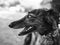 Close-up of brown greyhound dog,