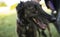 close-up of brown greyhound dog,