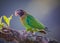 Close up of a brown-hooded parrot walking up tree limb