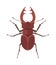 Close up brown horned beetle cartoon vector illustration. Rhino bug insect.