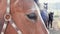 Close-up of brown horse eye with other horses in background