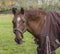 Close up brown horse front head on grass pasture