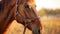 Close-up of Brown Horse with Halter