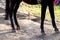 Close up of brown horse hind legs and hoofs