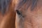 A close up of brown horse`s eye