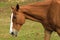 Close up on a brown horse with white streak