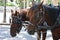Close-up of Brown horses with carriage ride resting in shade, center of Palma, Mallora, Spain