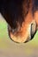 Close up of a brown horses mouth from behind against ablurred background