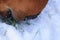 Close up of a brown horses mouth searching gras under the snow