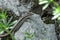 Close-up on a brown lizard