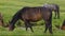 A close-up of a brown mare eating grass in a pasture in the mountains. Side view. Lush green grass, mountain stream and